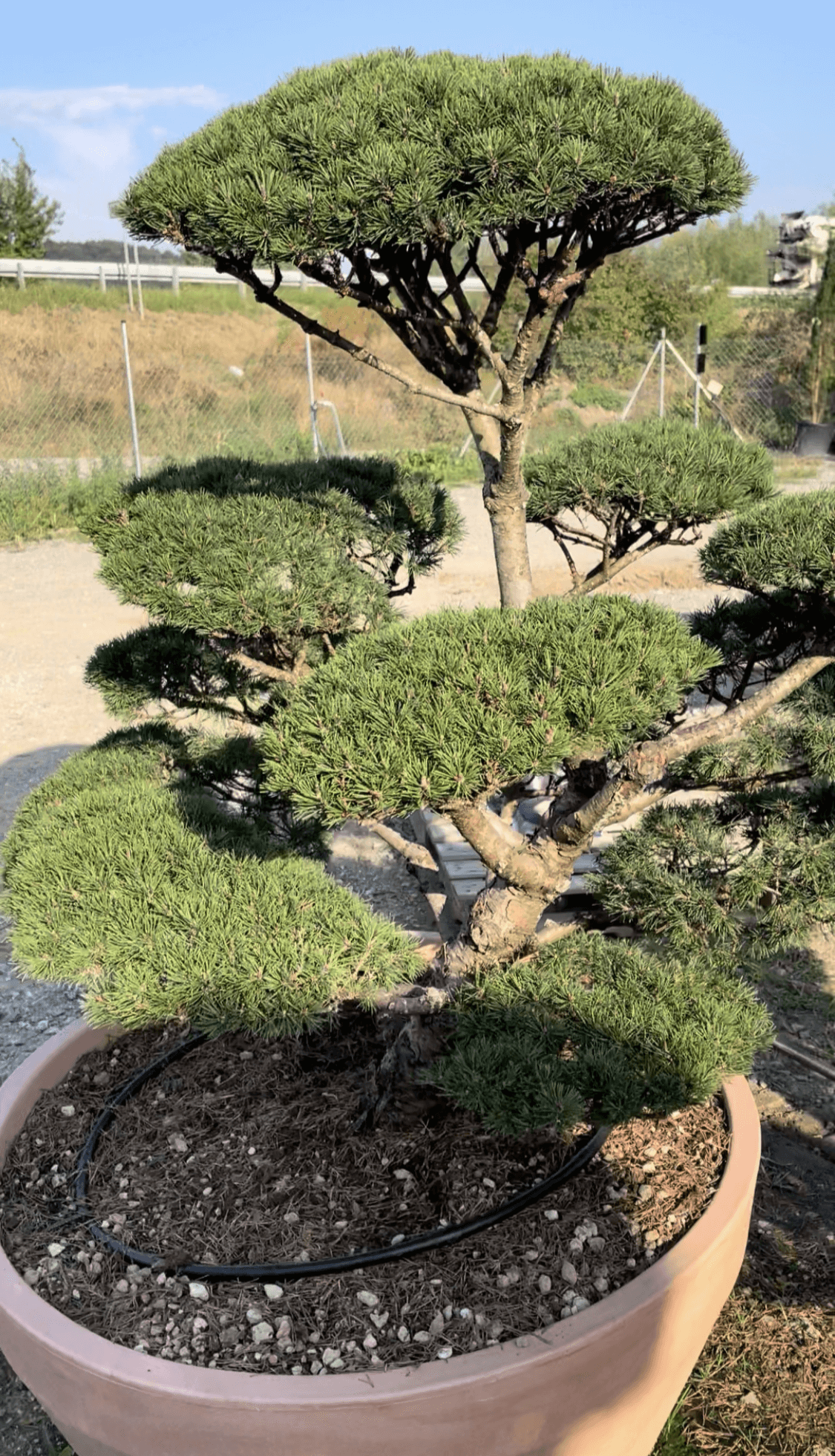 Bonsaj after trimming